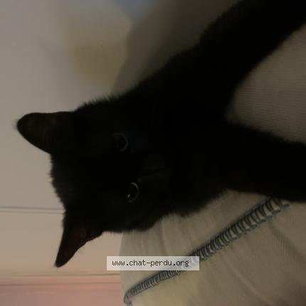 Photo 1/1 Youmi Chat lost in Avignon