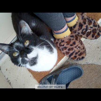 Photo 1/1 Mounia Chat lost in Cravant deux rivieres