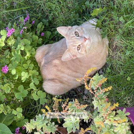 Photo 1/1 Simba Chat lost in Orange