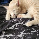 Picture of cat lost at Mezidon Vallee D Auge