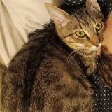 Picture of cat lost at Le Tour Du Parc