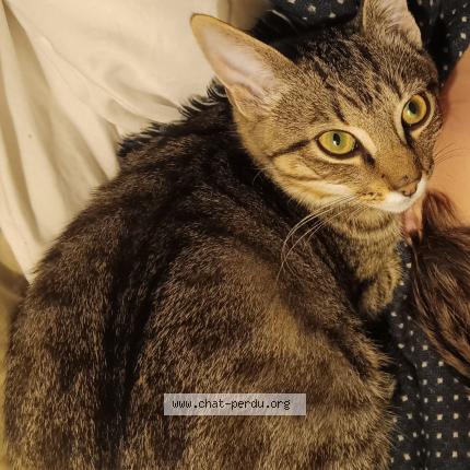 Photo 1/1 Mallow Chat lost in Le tour du parc