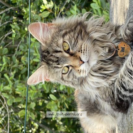 Photo 1/1 Tanya Chat lost in Saint bres