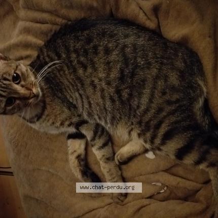 Photo 1/1 Floky Chat lost in Lomme