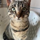 Picture of cat lost at Ste Olive