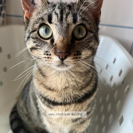 Photo 1/1 S&eacute;li Chat lost in Ste olive