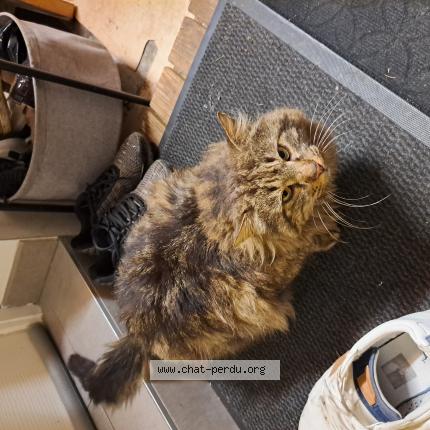 Photo 1/1 Simba Chat lost in Ploufragan