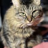 Picture of cat lost at Ivry Sur Seine