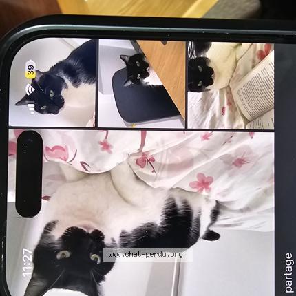 Photo 1/1 Sushi Chat lost in Besancon