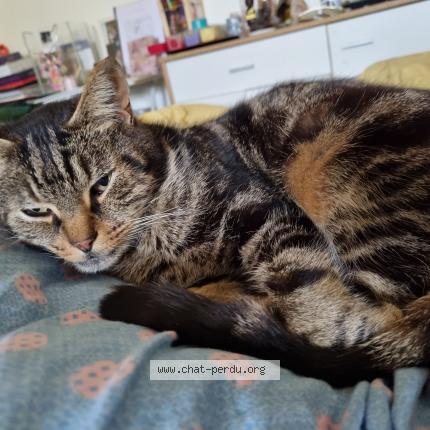 Photo 1/1 Choco Chat lost in St just st rambert