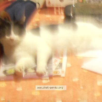 Foto 1/1 Kat teruggevonden Vermist in Mariembourg