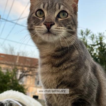 Photo 1/1 Tigrou Chat lost in Marseille