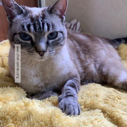 Photo 1/1 Opale Chat lost in Mortroux