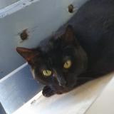 Picture of cat lost at Chaponnay