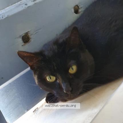 Photo 1/1 Siana Chat lost in Chaponnay