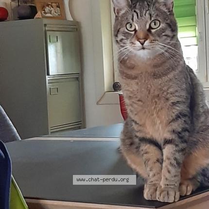 Photo 1/1 Ouin ouin Chat lost in Bruay la buissiere