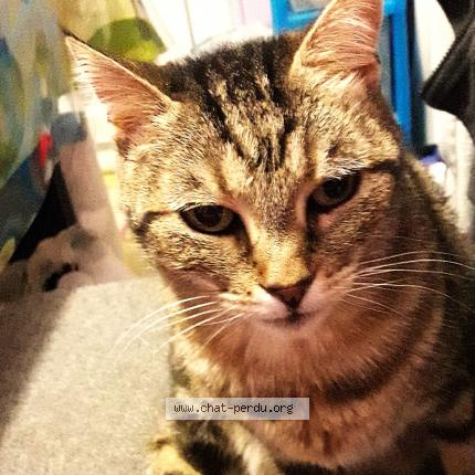 Photo 1/1 Titie Chat lost in Chouze sur loire