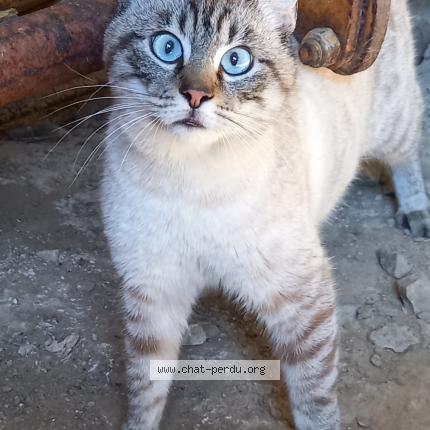 Photo 1/2 Found cat Found in La haye du puits