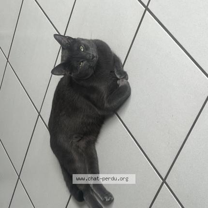 Photo 1/1 Perle Chat lost in Plomelin