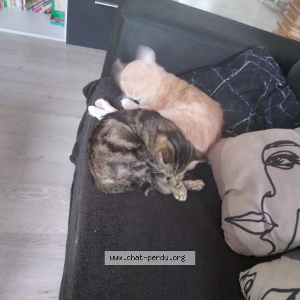 Photo 1/1 Lugia Chat lost in Langon