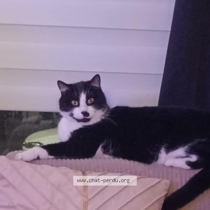 Photo 1/1 Clyde Chat lost in Saint amand les eaux