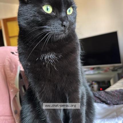 Photo 1/1 BOOH Chat lost in Coulommiers