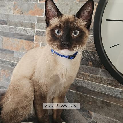 Photo 1/1 Velour Chat lost in Villiers sur orge