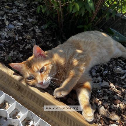 Photo 1/1 Simba Chat lost in Saint sylvestre sur lot