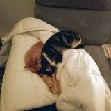 Picture of cat lost at Etrechy