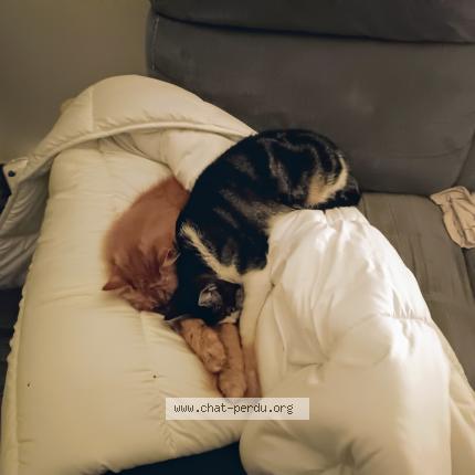 Photo 1/1 Simone Chat lost in Etrechy