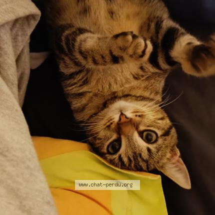 Photo 1/1 Plume Chat lost in Chatellerault