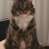 Picture of cat lost at Saint Coulomb