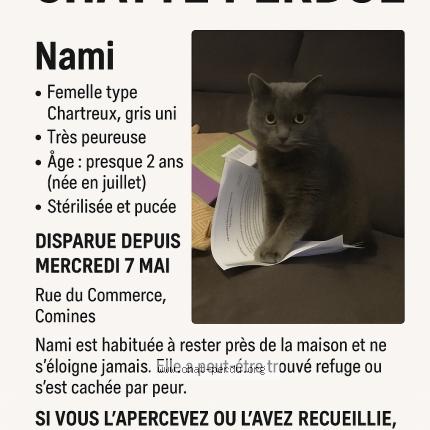 Photo 1/1 Nami Chat lost in Comines