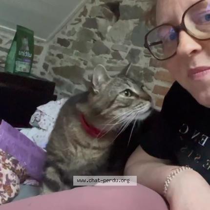 Photo 1/1 KYLE Chat lost in Joue sur erdre