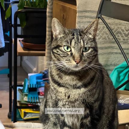 Photo 1/1 Booba Chat lost in Marsac sur don