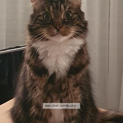 Photo 1/1 Dino Chat lost in Saint malo