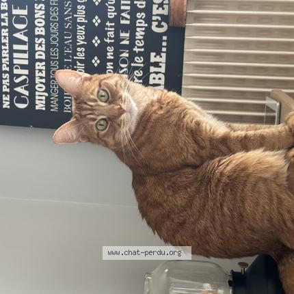 Photo 1/1 Rodéo Chat lost in Issy les moulineaux