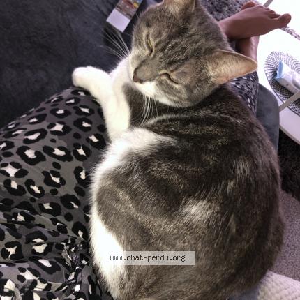 Photo 1/1 Maya Chat lost in Olivet