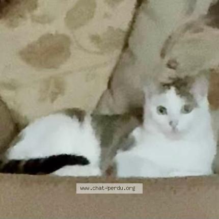 Photo 1/1 Evie Chat lost in Liglet