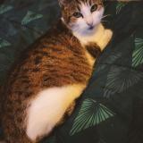 Picture of cat lost at Villenave D Ornon