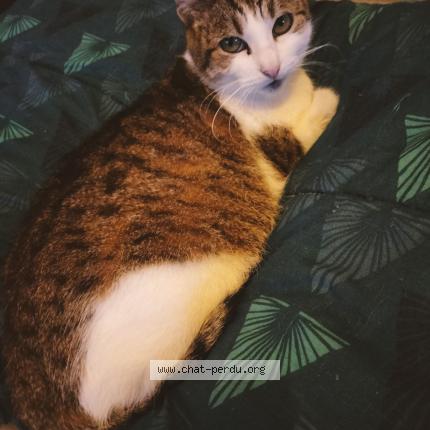 Photo 1/1 MINETTE Chat lost in Villenave d ornon