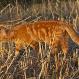 Picture of cat lost at Pledran