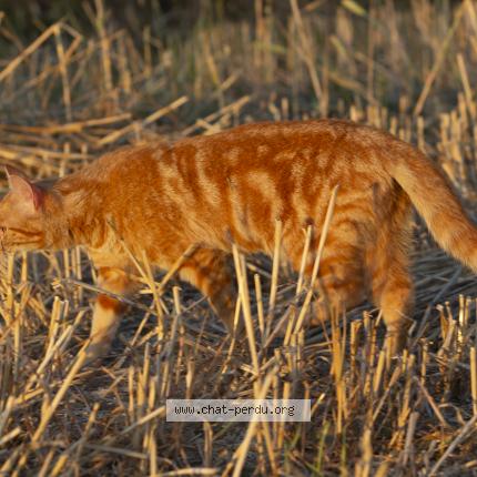 Photo 1/1 Fauve Chat lost in Pledran