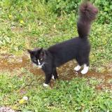 Picture of cat lost at Ris Orangis