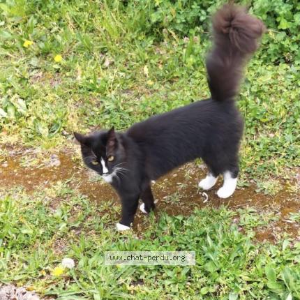 Photo 1/1 Cookie Chat lost in Ris orangis