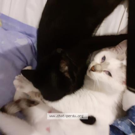 Photo 1/1 Bella Chat lost in Henin beaumont