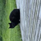 Picture of cat found at Gellin