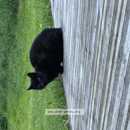 Photo 1/1 Found cat Found in Gellin