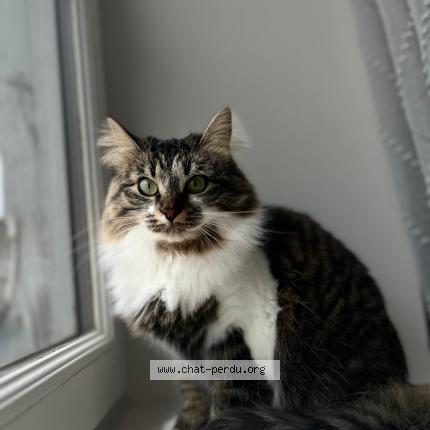 Photo 1/1 Lucie becker Chat lost in Algrange