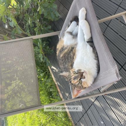 Photo 1/1 Mia Chat lost in Jurignac